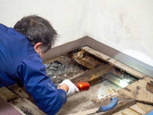 Best Mold Remediation for Specific Building Types in Culloden, WV